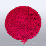 باکس گل رز 250 شاخه هلندی