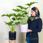 برگ انجیری فر