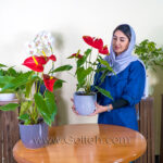 گلدان آنتریوم