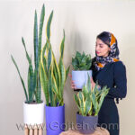 سانسوریا