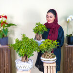 میخک هندی