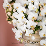 گل خواستگاری ارکیده کوزه
