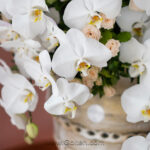 گل خواستگاری ارکیده کوزه